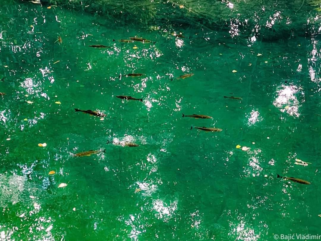 발제보 Poljoprivredno Turisticko Domacinstvo Deguric 아파트 외부 사진